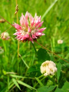 20130702Trifolium_hybridum2