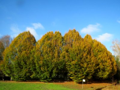 20131111Hainbuche_Ebertpark2