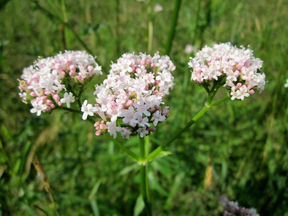 20130702Valeriana_officinalis4