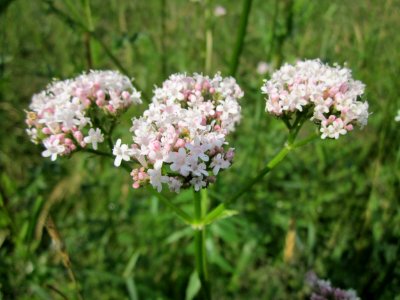 20130702Valeriana_officinalis4