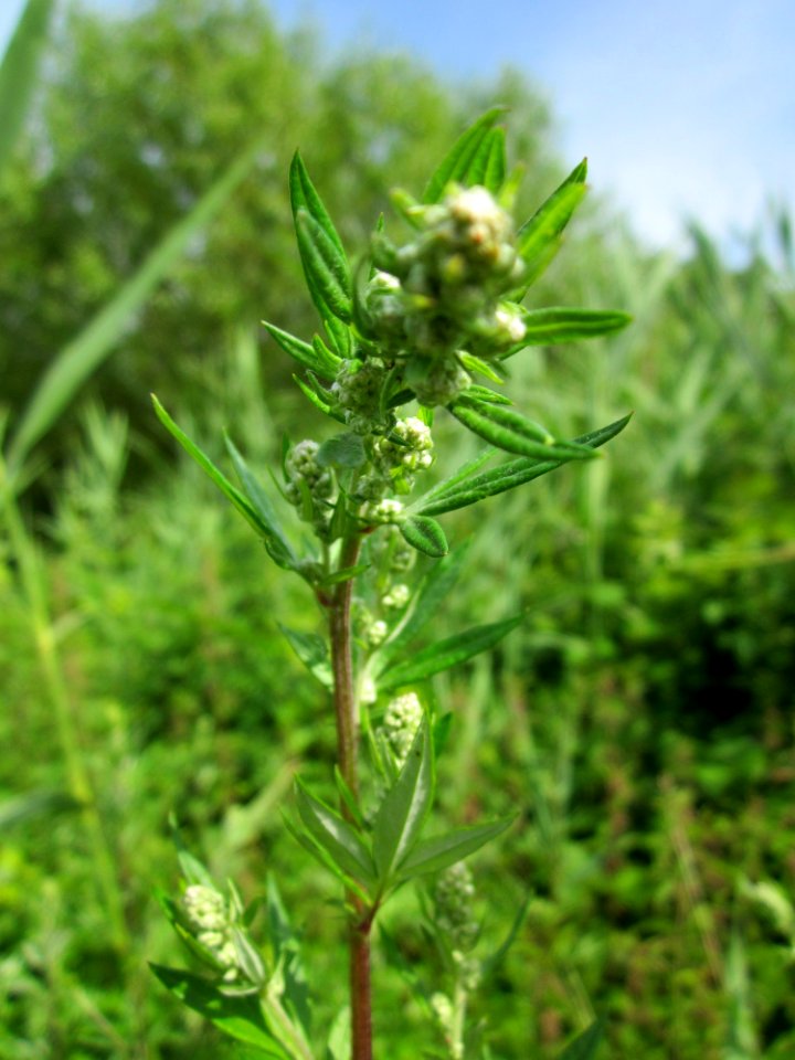 20130702Beifuss_Saarbruecken