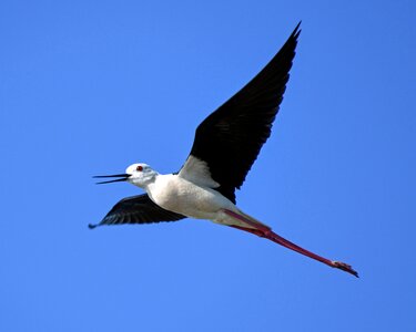 Bird wader sky photo