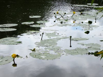 20130703Seerose_Saarbruecken