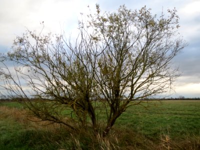 20131124Silberweide