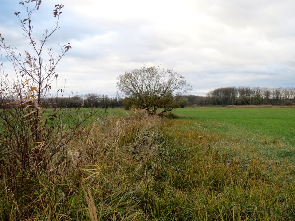 20131124Silberweide1