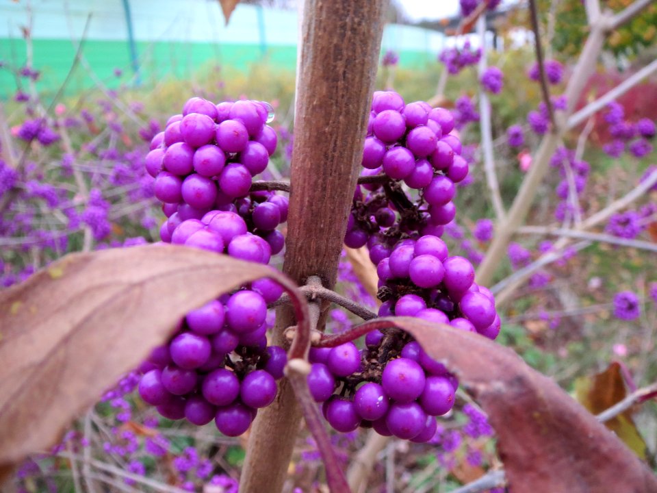 20131113Callicarpa_bodinieri2