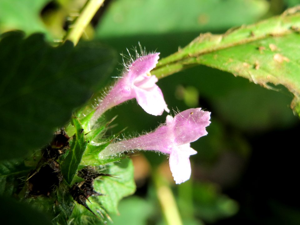 20131022Galeopsis_tetrahit