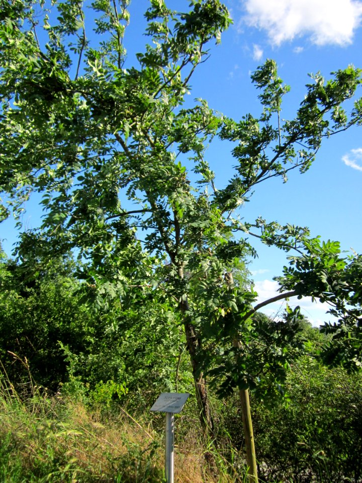 20130623Speierling_Altlussheim1