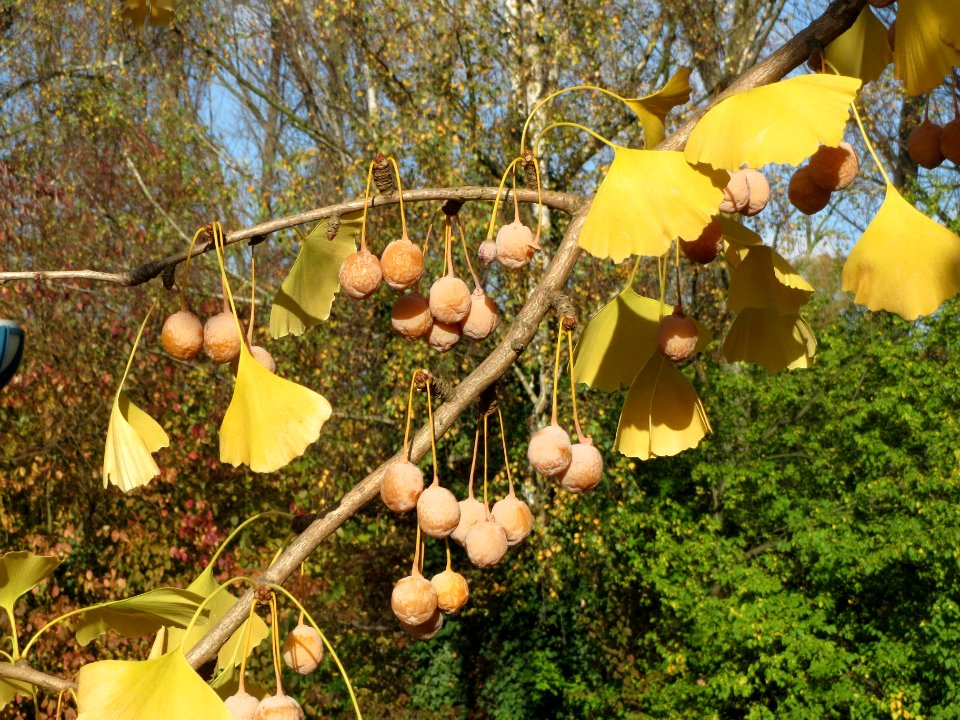 20131111Ginkgo_Hockenheim3
