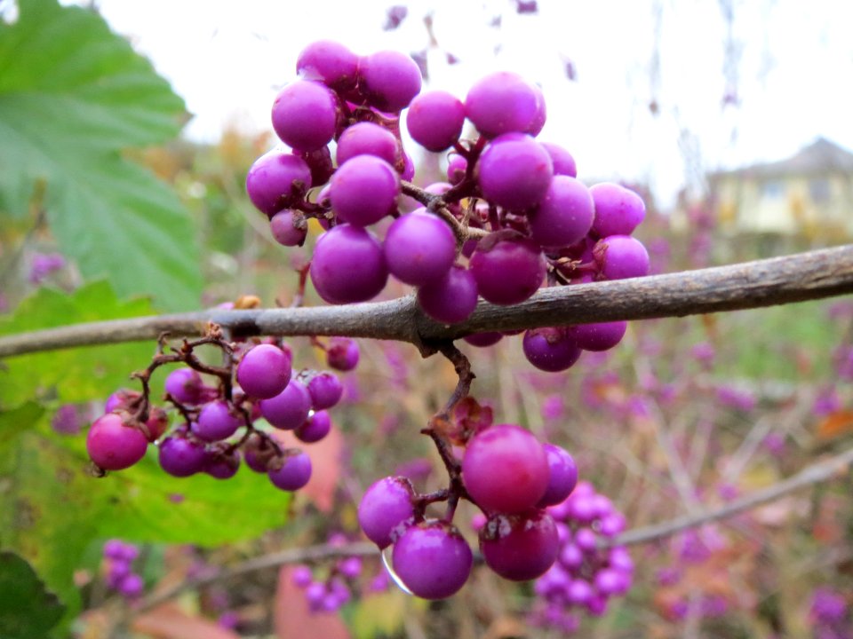 20131113Callicarpa_bodinieri4