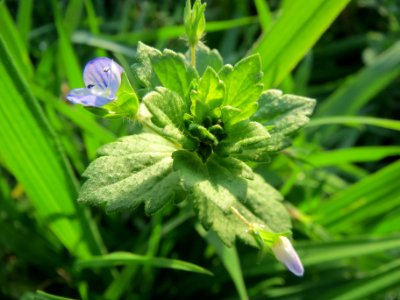 20131022Veronica_persica1