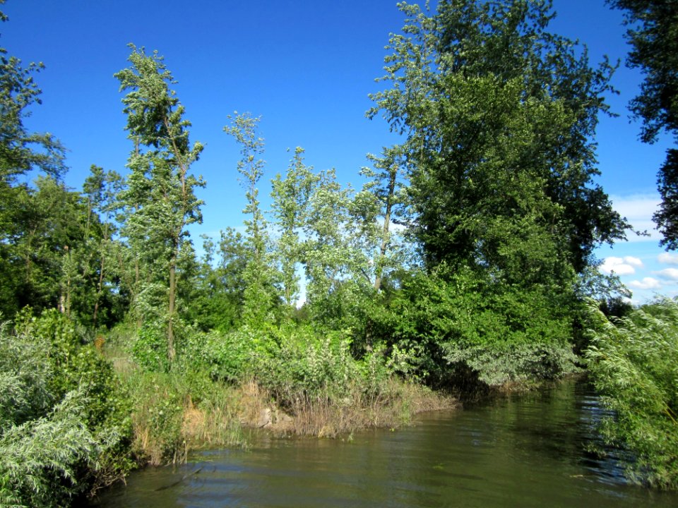 20130623Kriegbachmuendung_Altlussheim