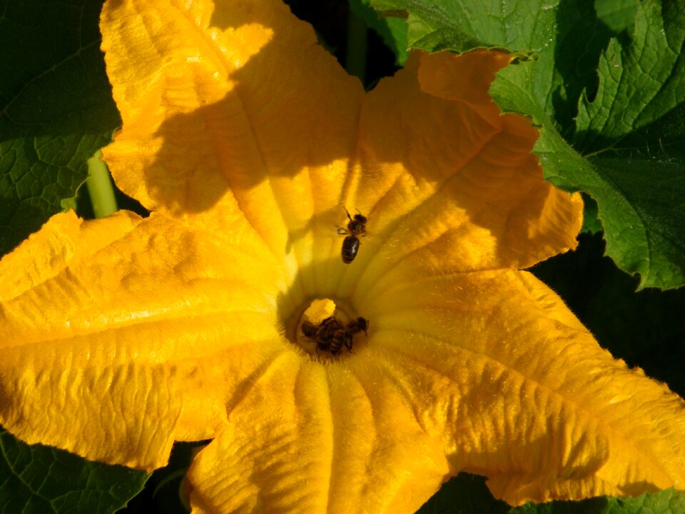 Flower zucchini bees