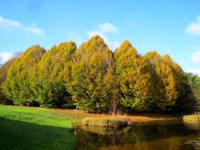 20131111Hainbuche_Ebertpark3