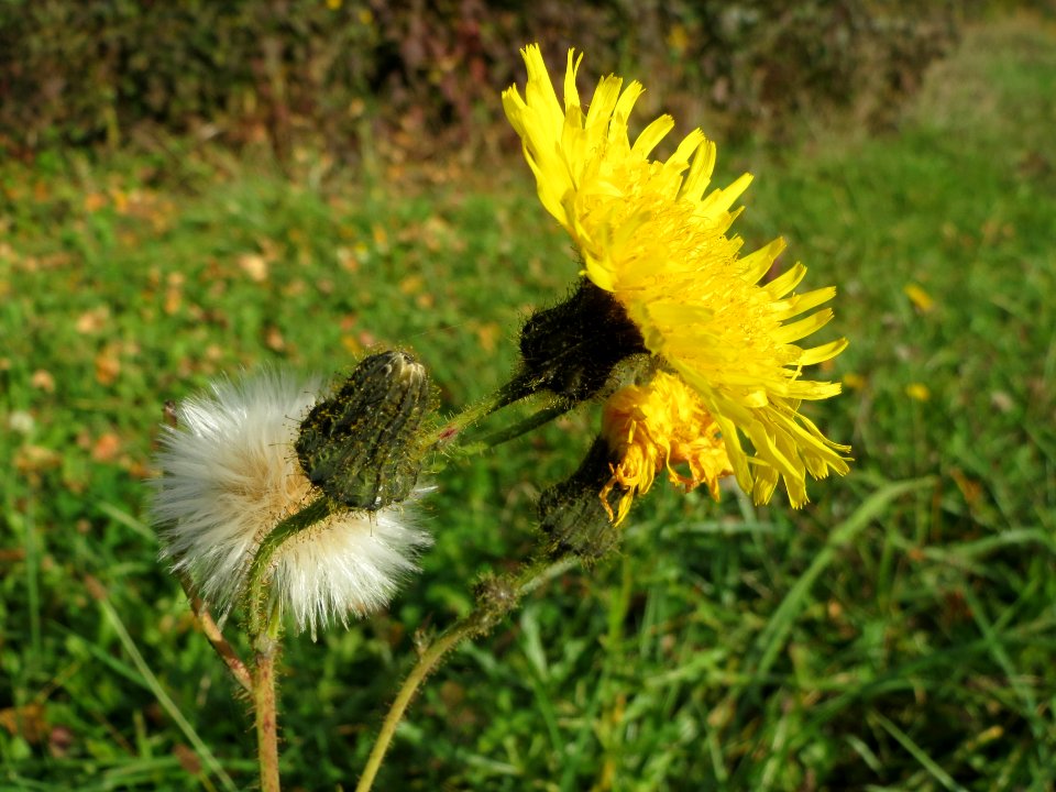 20131022Sonchus_asper1