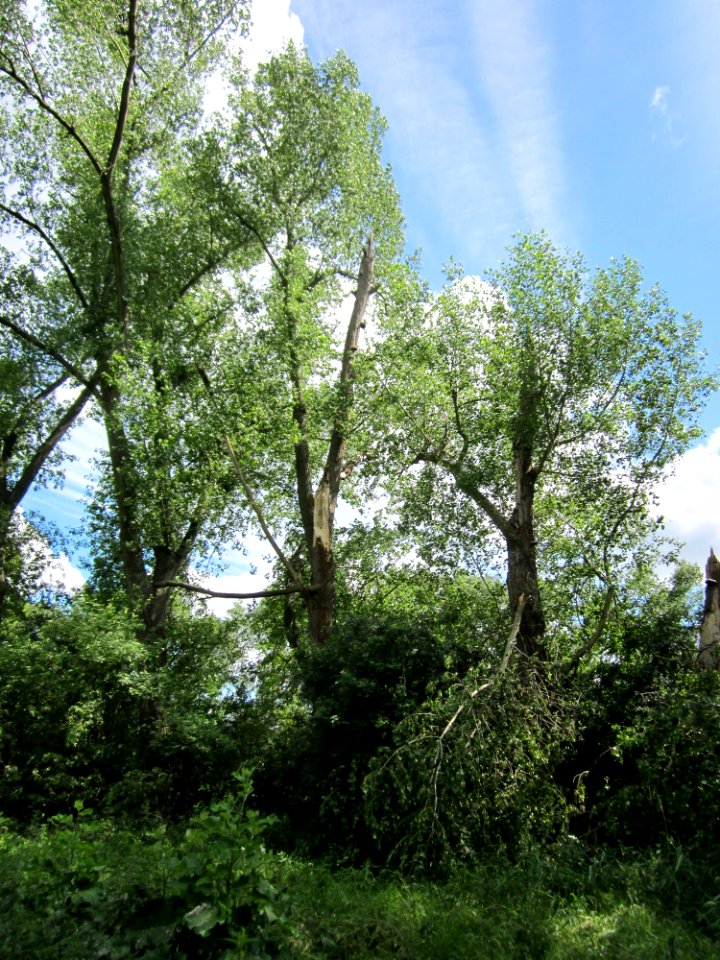 20130623Pappeln_Wagbach4
