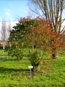 20131115Cornus_sanguinea