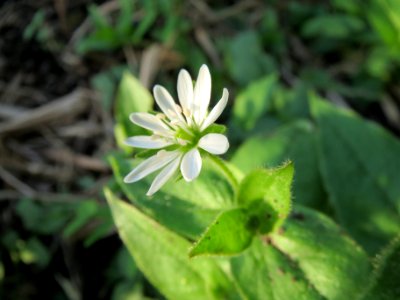 20131022Myosoton_aquaticum6