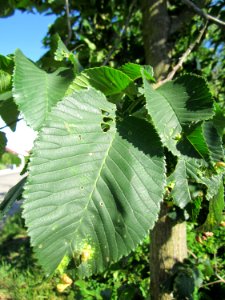 20130623Bergulme_Altlussheim2