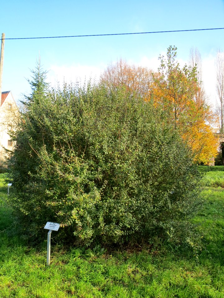 20131115Ligustrum_vulgare