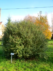20131115Ligustrum_vulgare