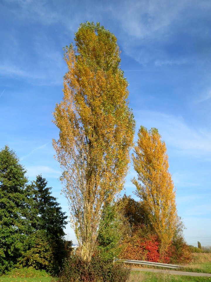 20131022Pappeln_Kotlachgraben