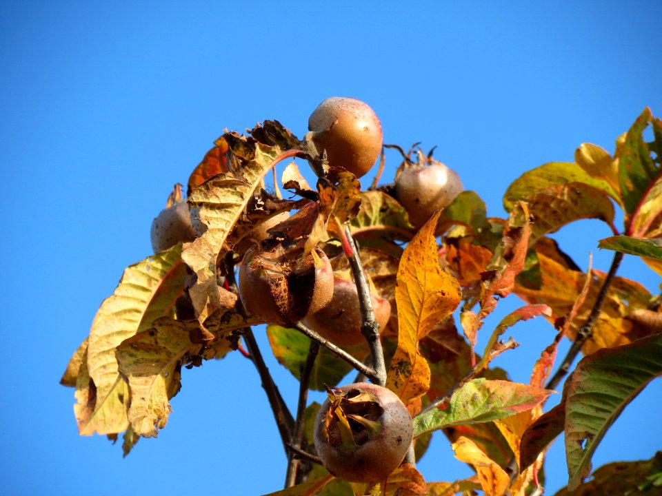20131115Crataegus_germanica2