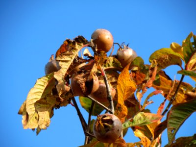 20131115Crataegus_germanica2