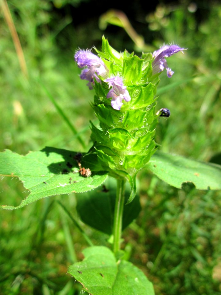20130710Braunnelle_Schwetzinger_Hardt1