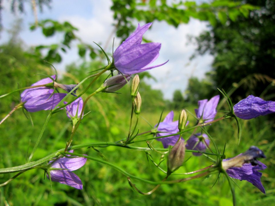 20130702Campanula_rapunculus