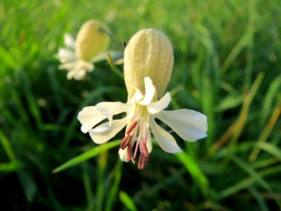 20131022Silene_vulgaris1