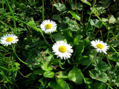 20131022Bellis_perennis
