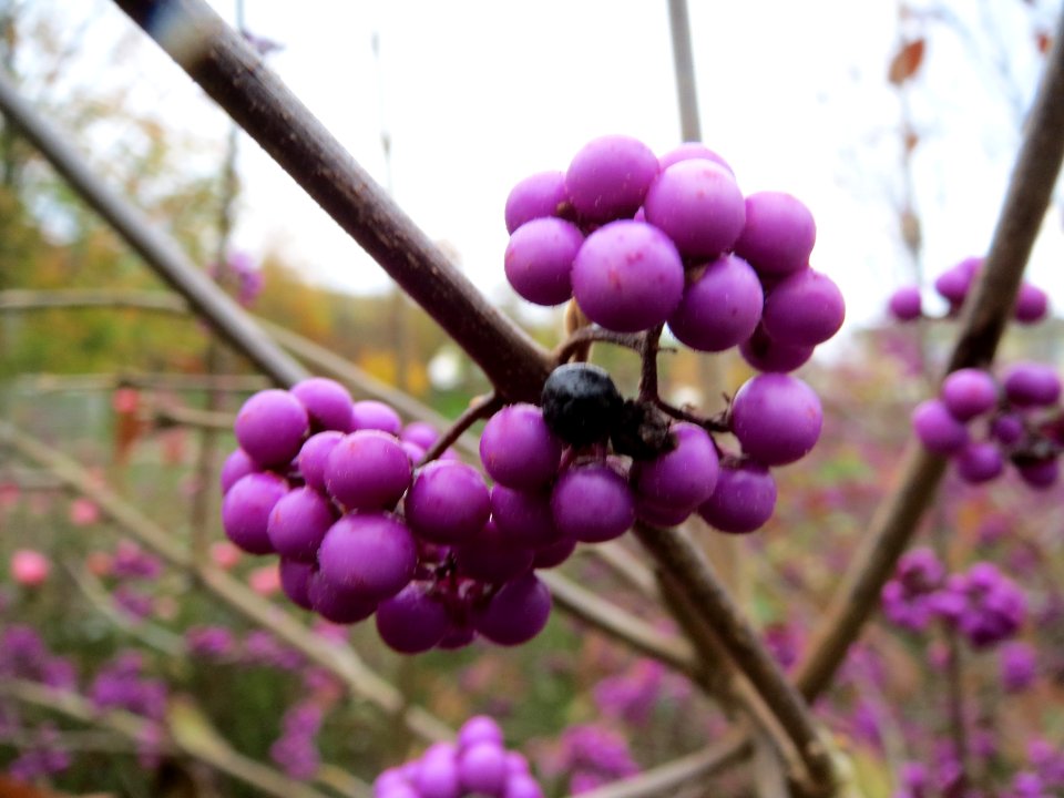 20131113Callicarpa_bodinieri1