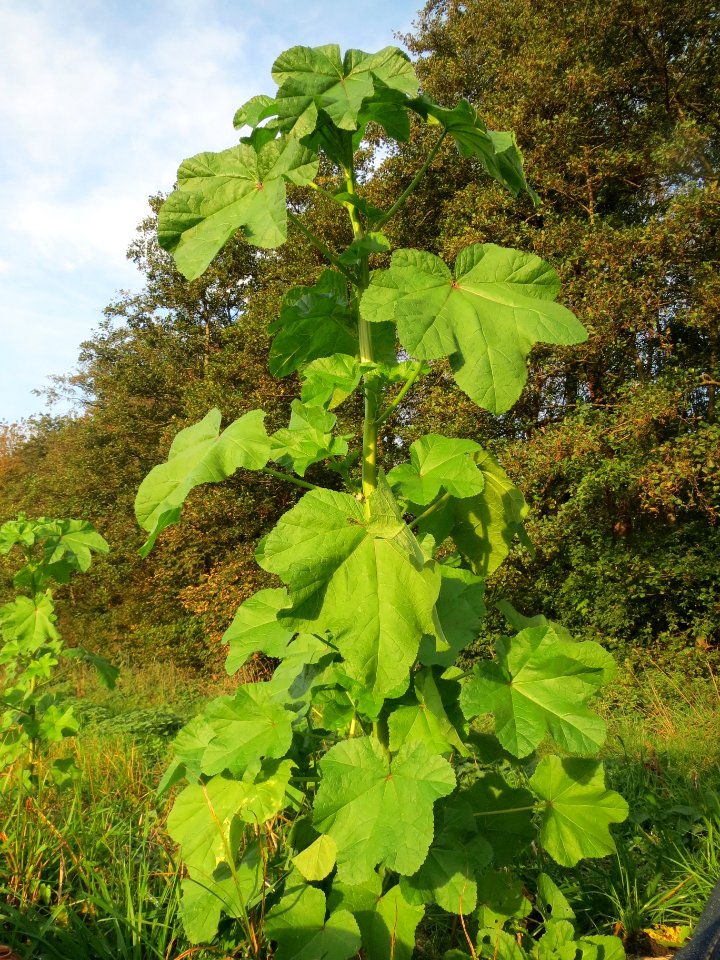 20131022Malva_verticillata4