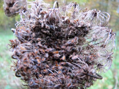 20131113Daucus_carota photo