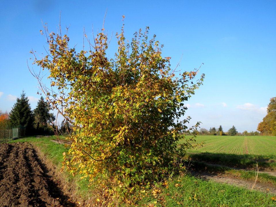 20131115Acer_campestre1