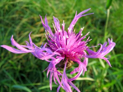 20131022Flockenblume