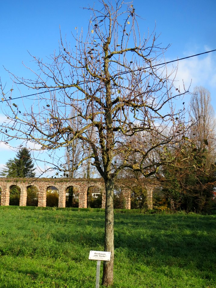 20131115Birne_Schwetzingen
