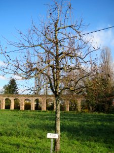 20131115Birne_Schwetzingen