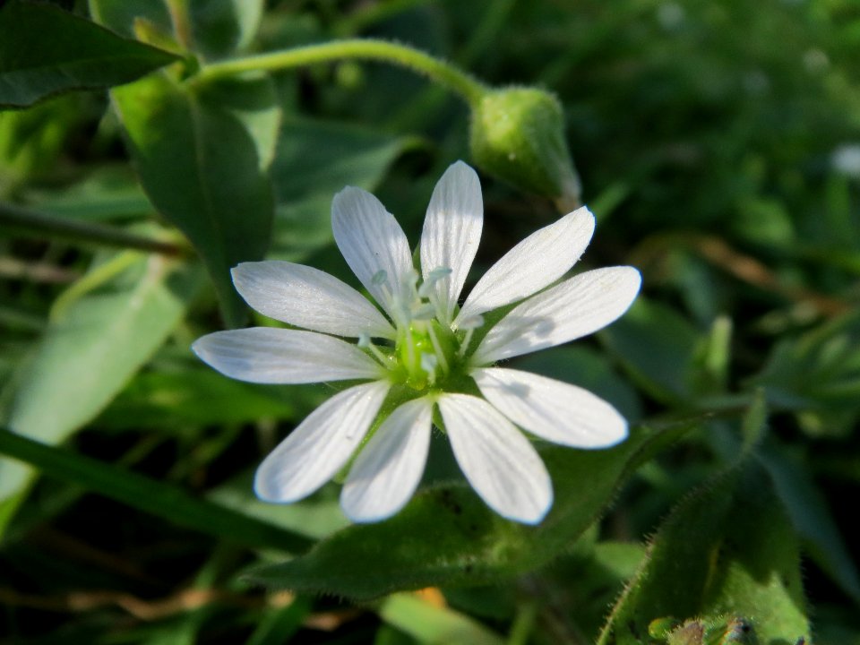 20131022Myosoton_aquaticum1