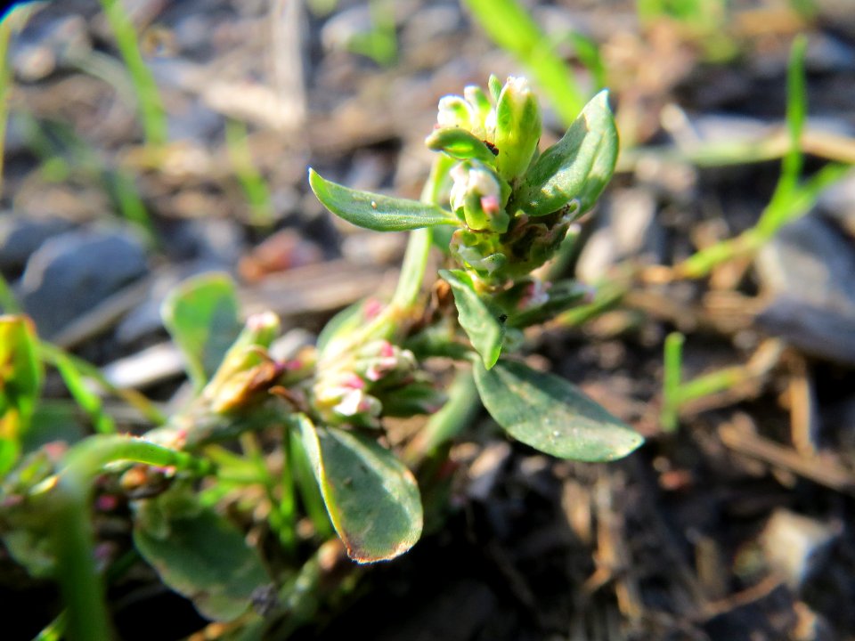 20131022Polygonum_aviculare5