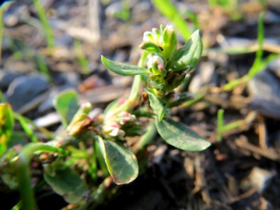 20131022Polygonum_aviculare5