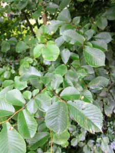 20130624Ulme_Schwetzinger_Hardt3