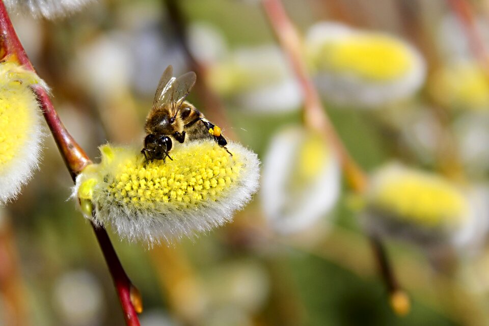 Garden macro bloom