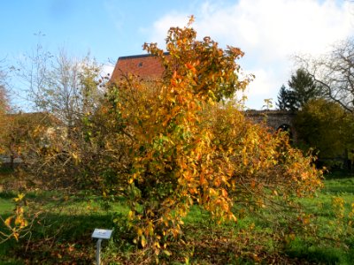 20131115Crataegus_germanica1
