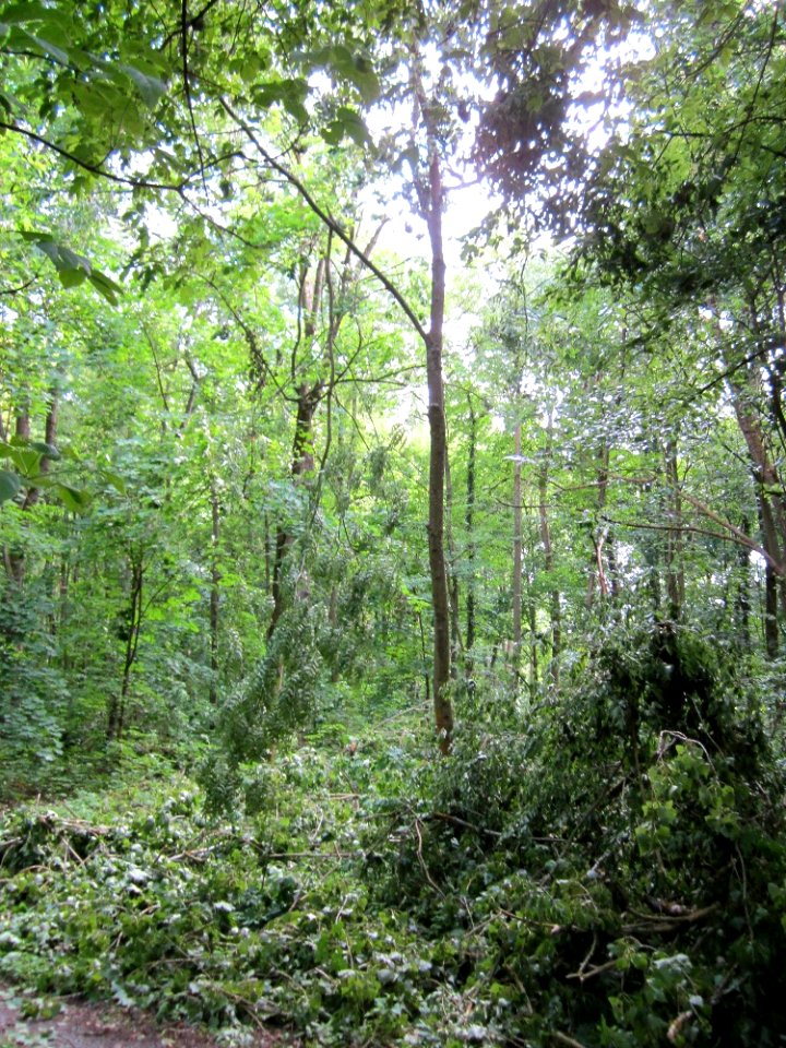 20130622Sturmschaden_Schwetzinger_Hardt11