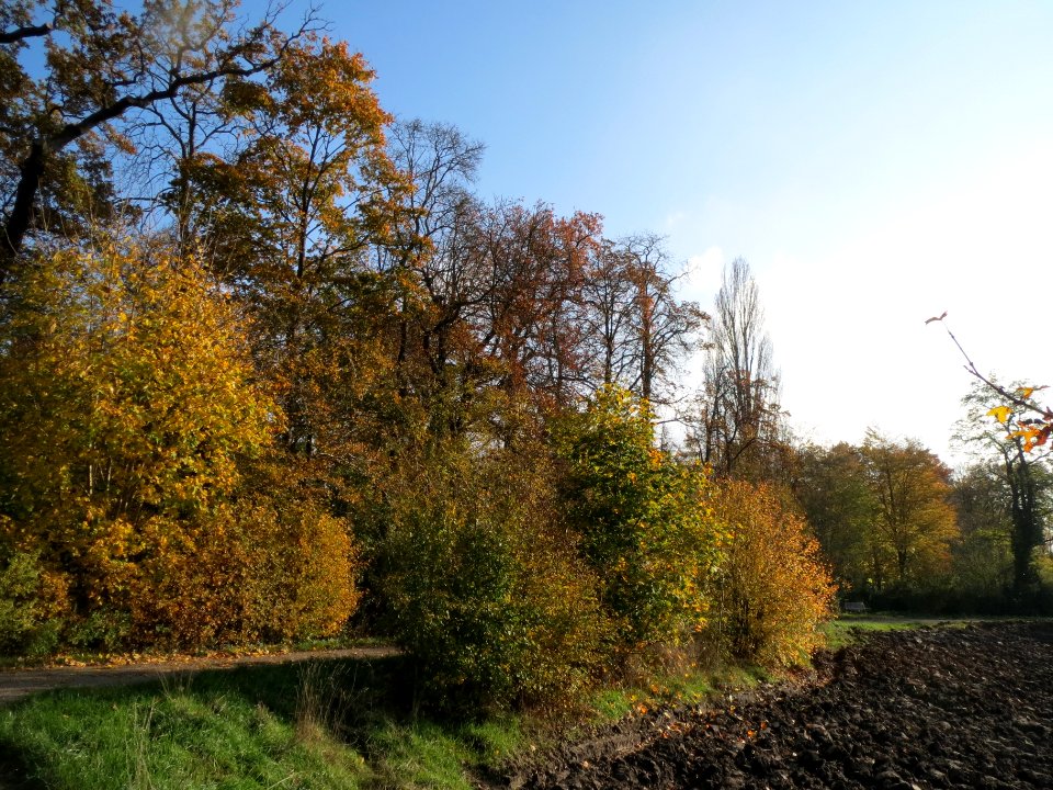20131115Schlossgarten_Schwetzingen