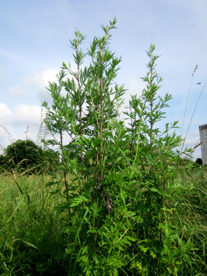 20130702Artemisia_vulgaris1
