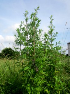 20130702Artemisia_vulgaris1