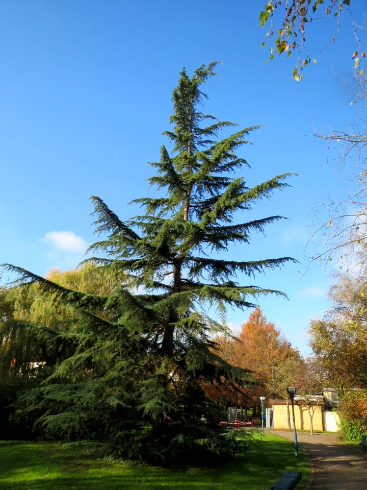 20131111Cedrus_deodara1